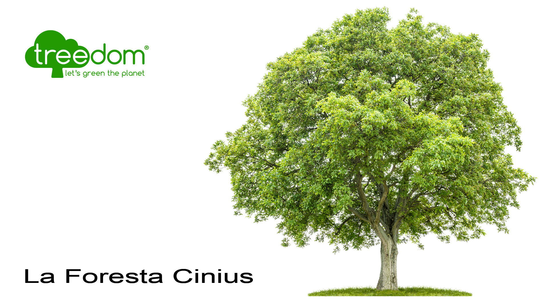 Foresta Cinius Treedom